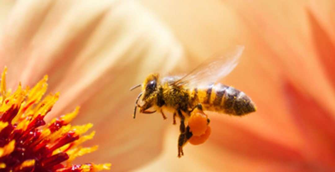 CodeSlider - Joomla 2.5 simple slideshow module