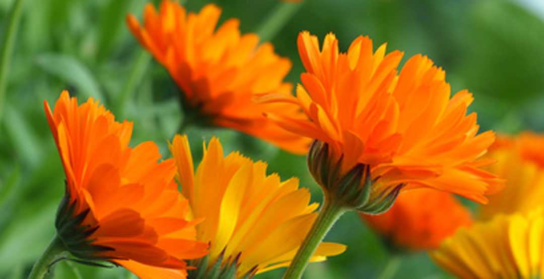 Module is tested on more than 50 Joomla Templates