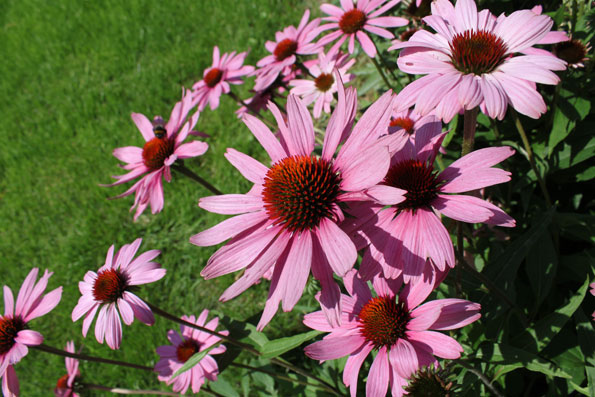 Reininghaus - Berkamen - Gartengestaltung - Beete - Terrassen
