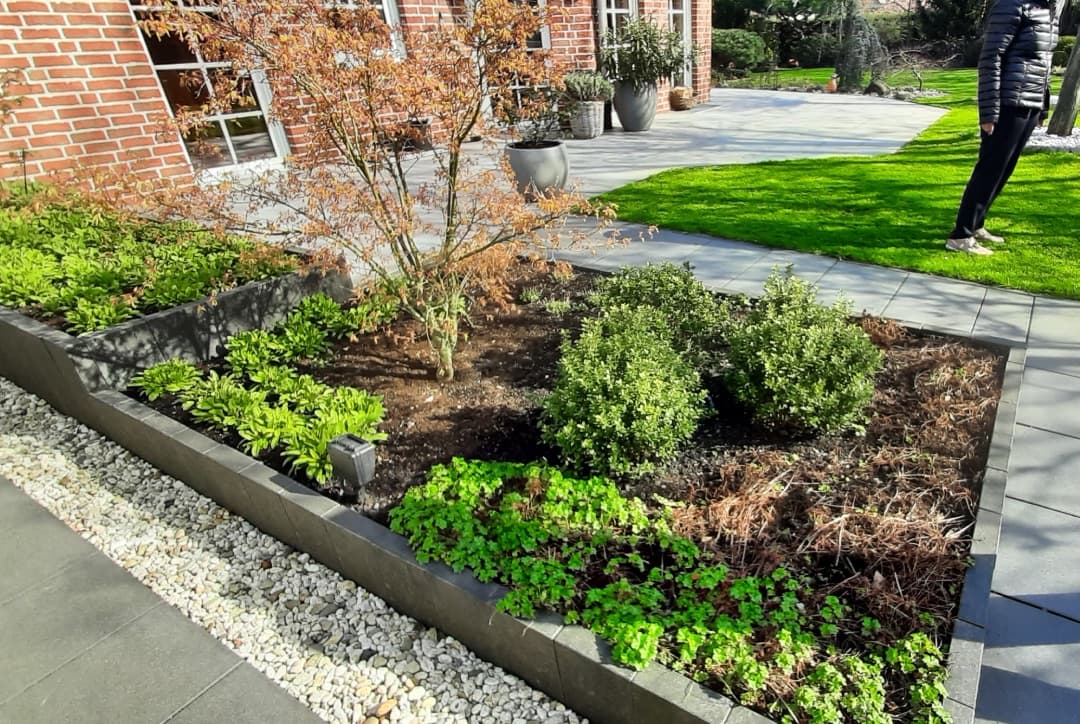 Staudenbeet mit Ahorn, Buchsbaum und gepflastertem Gartenweg